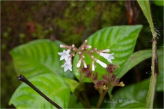 Ophiorrhiza hirsutula